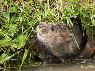 Water Vole. Looking out a Hole.