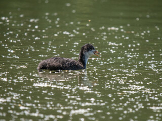 Young Coot Swimming