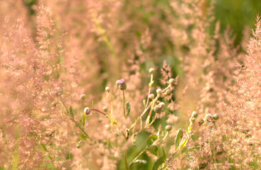 grass in the wind