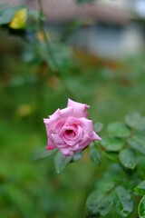pink rose