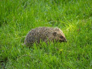 Hedgehog on Grass