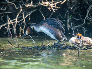 Great Crested Grebe on a Nest. Podiceps cristatus