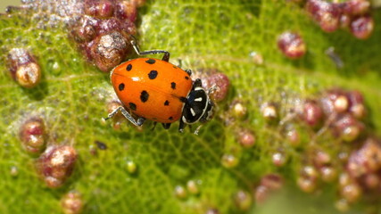 Lady bug on an infected leaf in Cotacachi, Ecuador