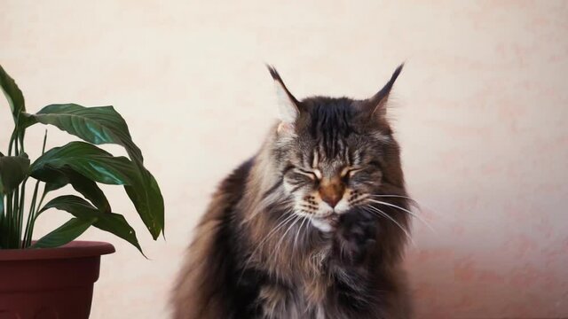 Adorable adult big funny maincoon, lick paw, looks around at home. licks. furry striped hairy mustache cat indoor. At home, flover in a pot from left, soft background. HD horizontal slow motion video.