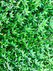 Obraz premium green leaves background