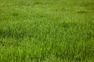 Bright green cropped grass background. Fresh texture of the lawn close up.