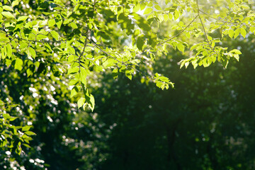 Fototapeta na wymiar Bright green foliage illuminated by the sun on a blurred dark background. Leaf background