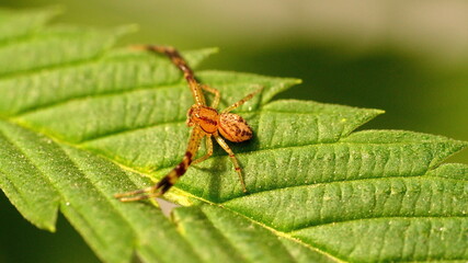 Newly hatched crab spider on a leaf in Cotacachi, Ecuador