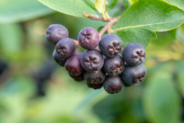 Ripe Chokeberry berries on the branch, Aronia melanocarpa. Closeup.