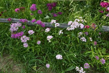 Sweet William Flowers.Flowerbed of Dianthus barbatus in garden.