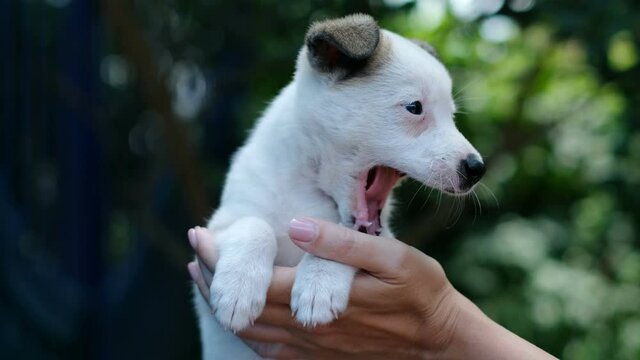 small white dog. white puppy looks at the frame and yawns. dog yawns. High quality 4k footage