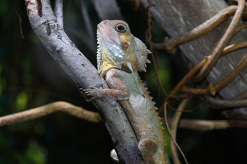 A Boyd's forest dragon perched on a tree branch. Lophosaurus boydii