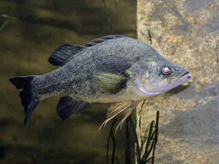 A Smallmouth Bass swimming underwater. Micropterus dolomieu - obrazy, fototapety, plakaty