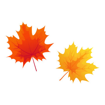 Autumn maple leaves are yellow and red, isolated on a white background. Nature is autumn. Plant elements for the design of greeting cards, holiday banners, and posters. Gradient. Vector illustration