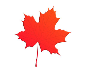 Red maple leaf vector