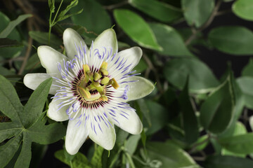 Beautiful Passiflora plant (passion fruit) with blossom, closeup. Space for text
