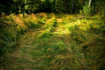 trampled grass in a forest glade