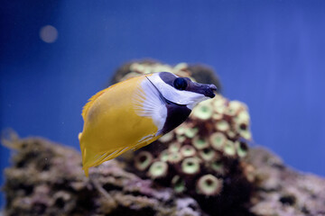Fototapeta na wymiar Underwater Image of Fish in the Sea