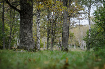 trees in the forest