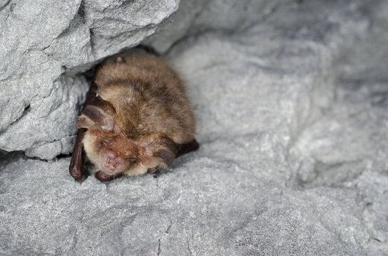 The brown long-eared bat or common long-eared bat (Plecotus auritus)