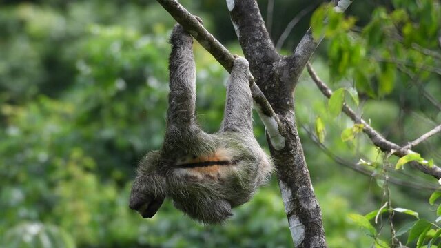 sloth