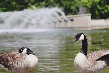 country goose family