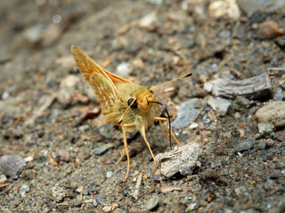 Silver spotted Skipper. Hesperia comma.