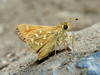 Silver spotted Skipper. Hesperia comma.