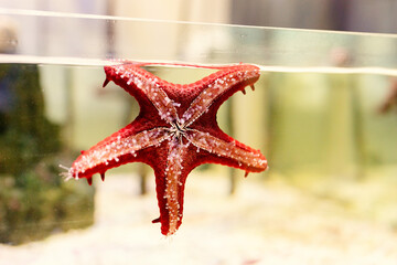 aquariums with starfish in oceanarium