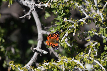 butterfly on a flower
