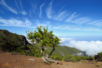 Lonely tree in mountain landscape under impressive blue sky, Madeira, Portugal, Europe