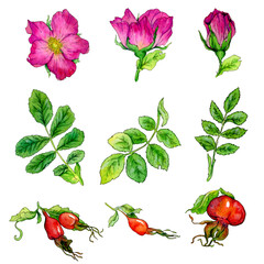 set of watercolor elements - flowers, leaves and berries of wild rose on a white background.
decorative illustrations for stickers, cards and decor