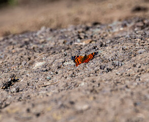 butterfly on the ground