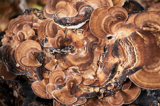 Nahaufnahme eines Baumpilzes in einem deutschen Wald. Sch&ouml;ne Strukturen der Natur.
