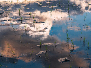 水田に映った空