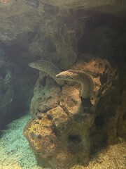 fish in the water