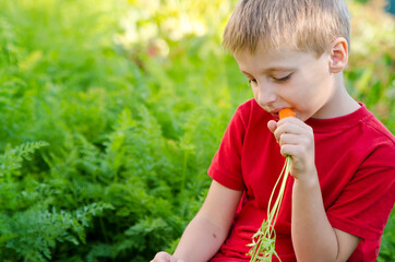 Boy harvesting in vegetable bed. Child eating carrot in other hand whole bunch. Outdoor country activities.
