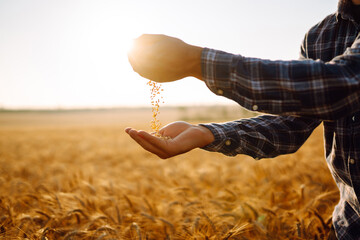 Man pours wheat from hand to hand on the background of a wheat field. Agriculture and harvesting...