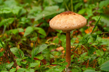 Mushroom in forest green moss