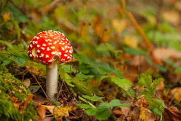 Mushroom in forest green moss