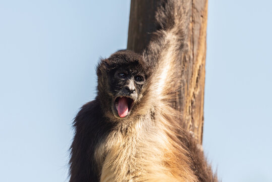 Monkey spider on a hot summer day in the park. Close-up of a monkey with an open mouth. 
