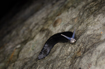 great grey slug (Limax maximus)
