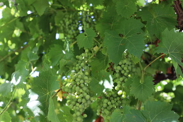 green leaves with unripe grapes in the garden