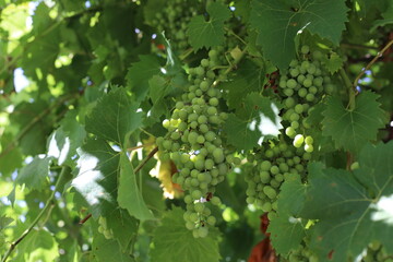green leaves and unripe grape berries on a vineyard
