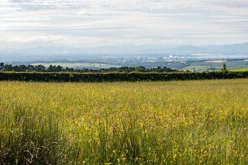 Fototapeta premium A meadow with summer flowers and far away mountains