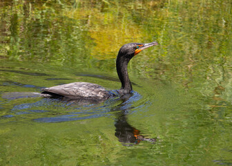 Double-crested brown cormorant with teal blue eyes and yellow-orange throat pouch is swimming in bright green water that reflects the bird's snakelike neck and grass at the shoreline.