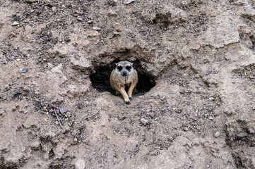 Obraz premium A meerkat or suricate (Suricata suricatta) in its den.