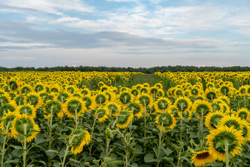 Obraz premium Agricultural field with yellow sunflowers against the sky with clouds.