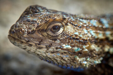 western fence lizard