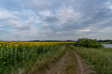 Fototapeta na wymiar Agricultural Field Yellow Sunflowers Sky Background Clouds Country Road Field